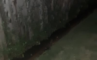 Photo of James H.'s yard after getting tree care in Porter, TX