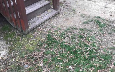 Photo of Stephanie F.'s yard after getting tree care in Raleigh, NC