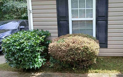 Photo of Joshua J.'s yard after getting tree care in Barnesville, GA