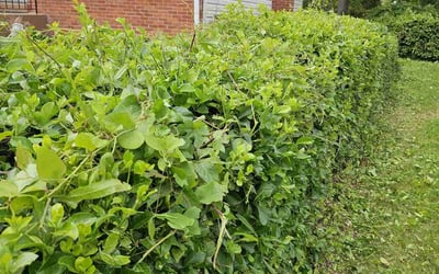 Photo of Stephen S.'s yard after getting landscaping in Hyattsville, MD