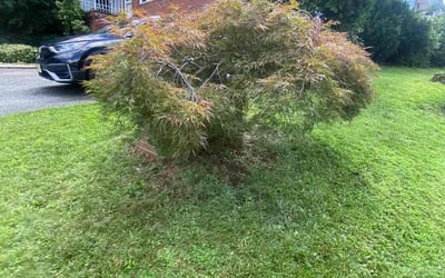 Photo of Marie M.'s yard after getting lawn care in Wyckoff, NJ