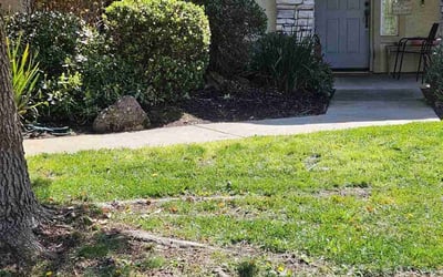 Photo of Robert V.'s yard after getting landscaping in Lincoln, CA