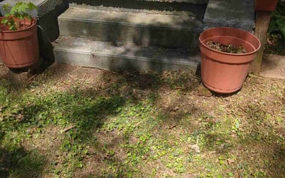 Photo of George S.'s yard after getting landscaping in Painesville, OH