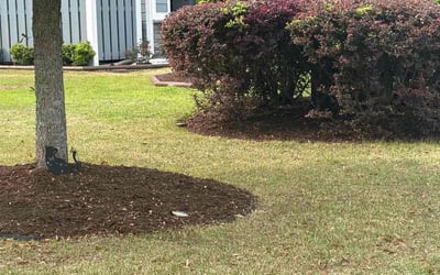 Photo of Susan B.'s yard after getting landscaping in Bluffton, SC