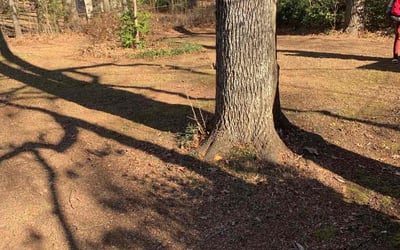 Photo of Gregory B.'s yard after getting landscaping in Felton, GA