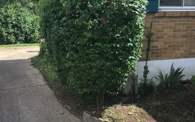 Photo of Mary B.'s yard after getting landscaping in Dry Ridge, KY