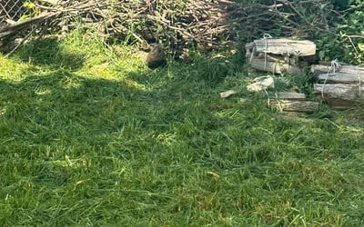 Photo of Laura H.'s yard after getting landscaping in Victor, NY