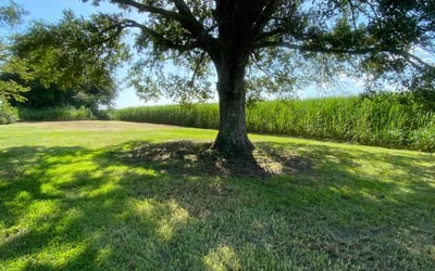 Photo of Gerald A.'s yard after getting landscaping in Breaux Bridge, LA