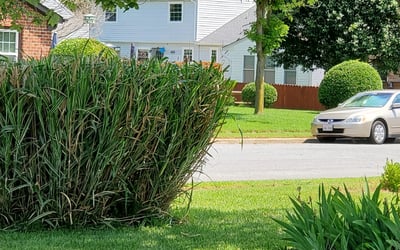 Photo of Charles B.'s yard after getting landscaping in Severn, VA