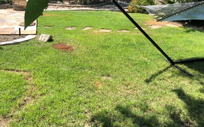 Photo of Pam P.'s yard after getting landscaping in Weir, TX