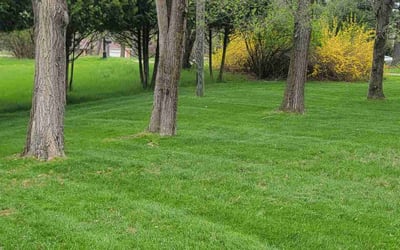 Photo of Cindy Z.'s yard after getting tree care in Kalamazoo, MI