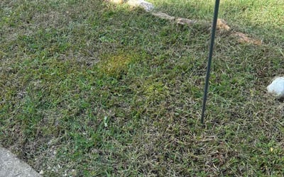 Photo of Bruce L.'s yard after getting landscaping in Louisburg, NC