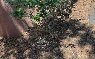 Photo of Maria B.'s yard after getting landscaping in Orange City, FL