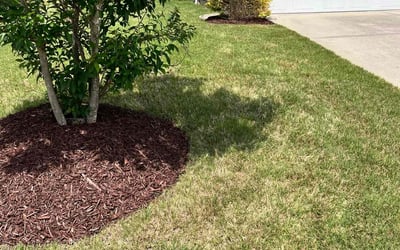Photo of Adam M.'s yard after getting landscaping in Durham, NC