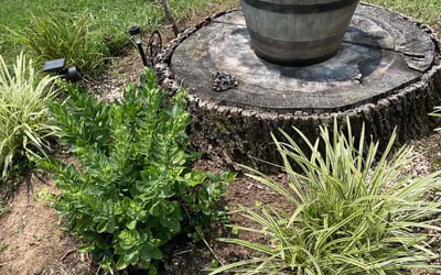 Photo of Patricia D.'s yard after getting landscaping in Clinton, TN