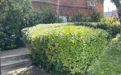 Photo of Crystal B.'s yard after getting landscaping in Marcus Hook, PA