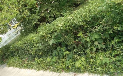Photo of James B.'s yard after getting landscaping in Pleasantville, OH