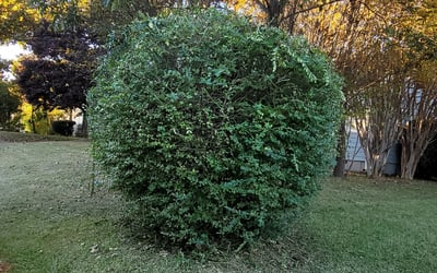 Photo of Jessica W.'s yard after getting landscaping in Emerson, GA