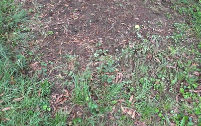 Photo of Tracey A.'s yard after getting landscaping in Oxon Hill, MD
