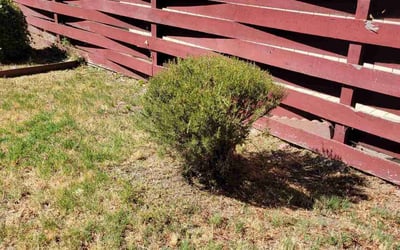 Photo of Bridgette L.'s yard after getting landscaping in Escalon, CA