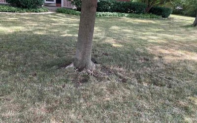 Photo of Taylor L.'s yard after getting landscaping in Menomonee Falls, WI