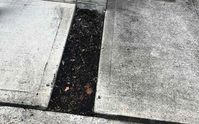 Photo of Thomas G.'s yard after getting landscaping in Houston, TX
