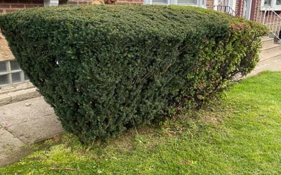 Photo of James R.'s yard after getting landscaping in Marcus Hook, PA