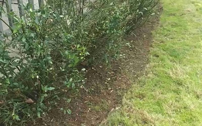 Photo of Angie G.'s yard after getting landscaping in Wilsonville, OR