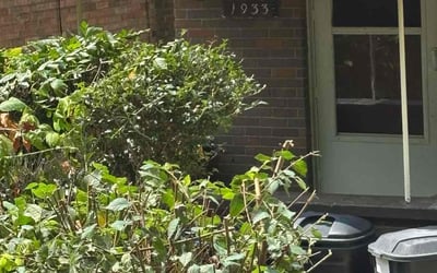 Photo of Mina H.'s yard after getting tree care in Pittsburgh, PA