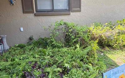 Photo of Leana S.'s yard after getting landscaping in Clearwater, FL