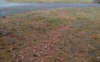 Photo of Stacy C.'s yard after getting landscaping in Norwood, MA