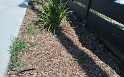Photo of Tyler C.'s yard after getting landscaping in Seal Beach, CA
