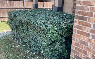 Photo of Brooke G.'s yard after getting tree care in Pflugerville, TX