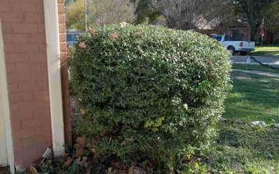 Photo of Yanette F.'s yard after getting tree care in Sealy, TX