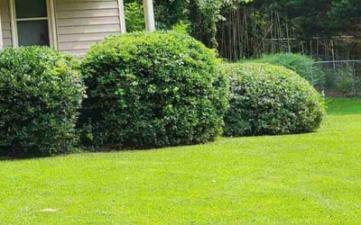 Photo of David D.'s yard after getting landscaping in Greenville, GA