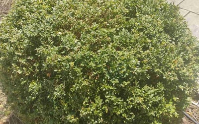 Photo of Deborah M.'s yard after getting landscaping in Bolingbrook, IL