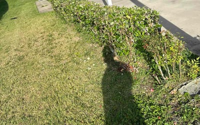Photo of James M.'s yard after getting landscaping in Nobleton, FL