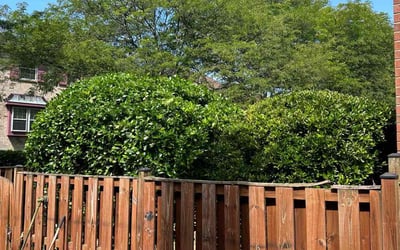 Photo of David H.'s yard after getting landscaping in Ijamsville, MD