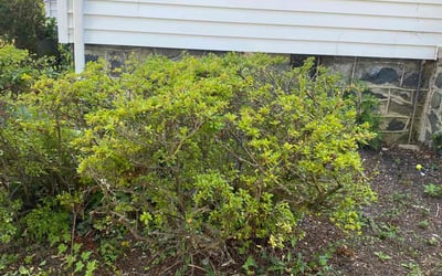 Photo of Suzanne W.'s yard after getting landscaping in Clarksville, MD
