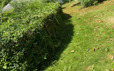 Photo of Roy R.'s yard after getting tree care in Smithfield, VA