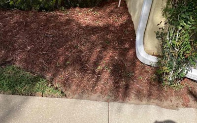 Photo of Daniela T.'s yard after getting tree care in Fort Myers, FL