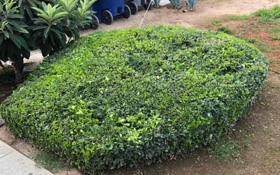 Photo of Jamie D.'s yard after getting landscaping in Santa Maria, CA