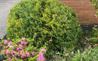 Photo of Rob P.'s yard after getting landscaping in Perry, OH