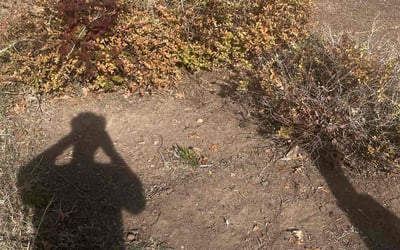 Photo of Cassie W.'s yard after getting landscaping in Joelton, TN