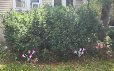 Photo of Frances S.'s yard after getting landscaping in Edison, NJ