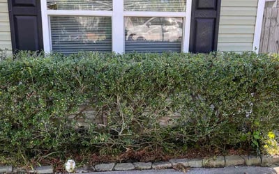 Photo of Kimberly A.'s yard after getting landscaping in Port Haywood, VA