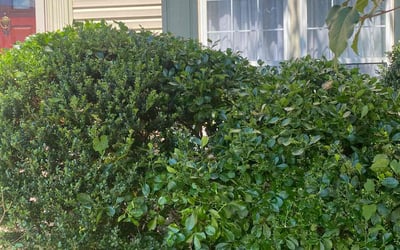 Photo of Mary M.'s yard after getting landscaping in Solomons, MD