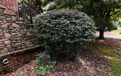 Photo of John D.'s yard after getting landscaping in Sargent, GA