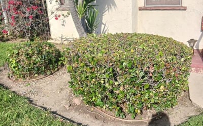 Photo of Uneki B.'s yard after getting tree care in Sunnyvale, CA