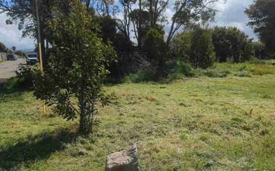 Photo of Justin S.'s yard after getting tree care in Stockton, CA